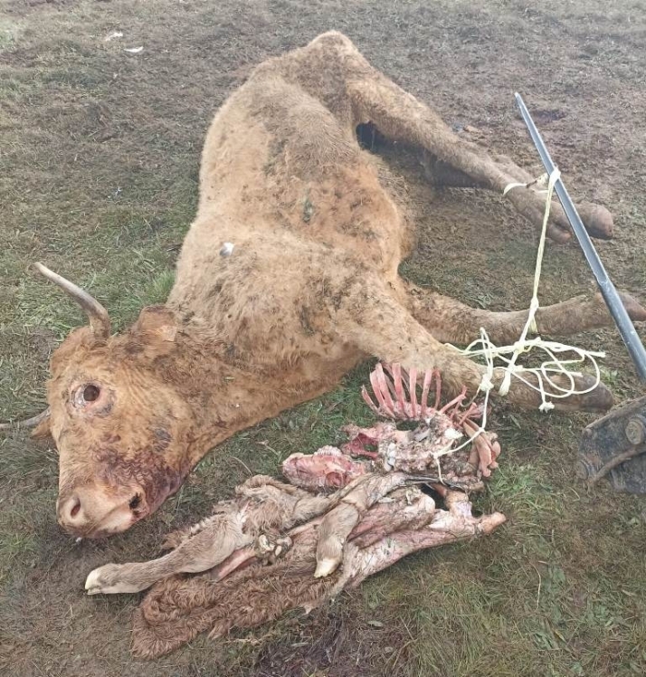 Los buitres acaban con una vaca y un ternero en una explotación de Martiago